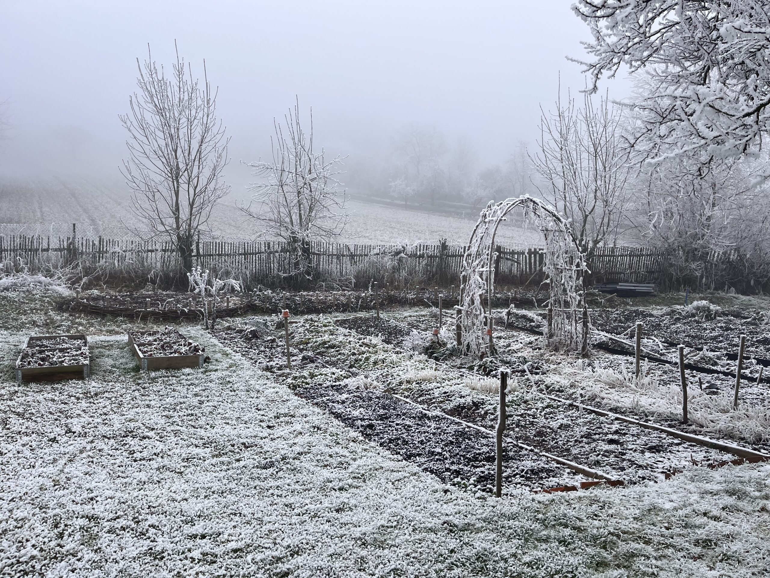 zimní záhony pokryté jinovatkou.