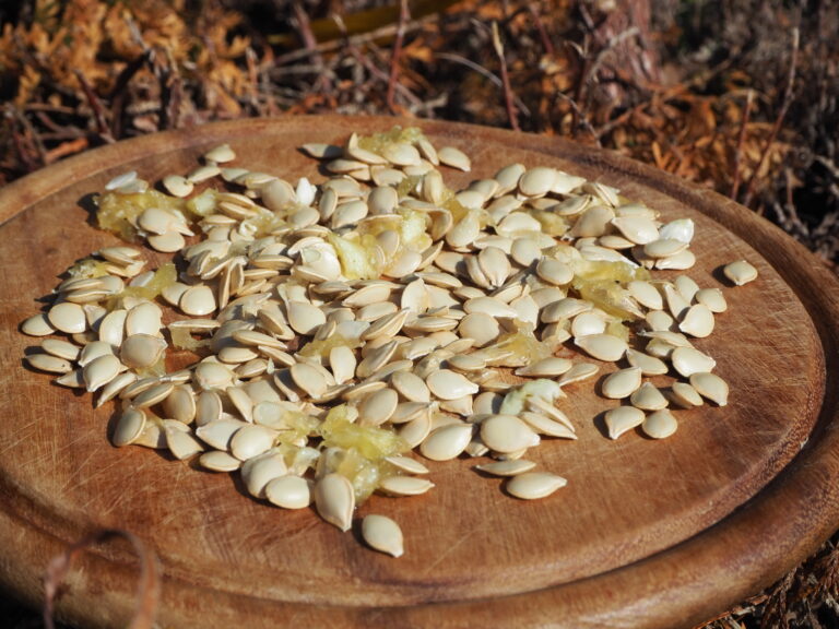 semínka patizonu není nutné kupovat, lepší je si je vysemenařit.