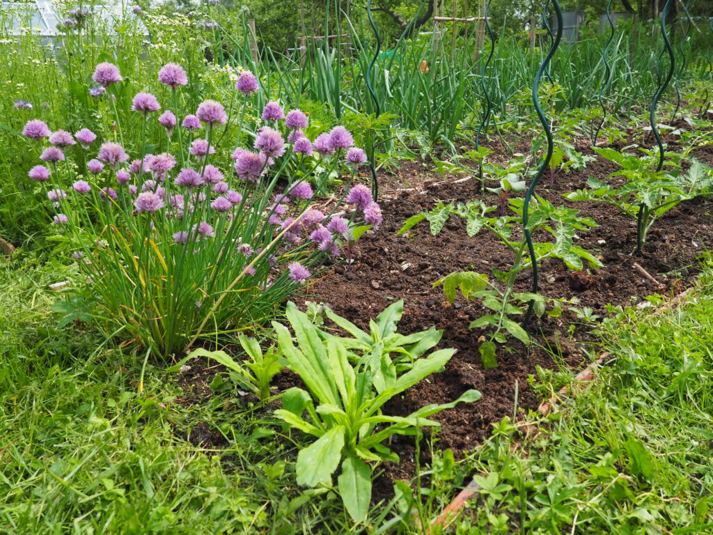 smíšené kultury - pažitka je trvalko, vedle ní jsou sazenice slaměnek a za nimi následuje záhon s rajčaty a kedlubnou.