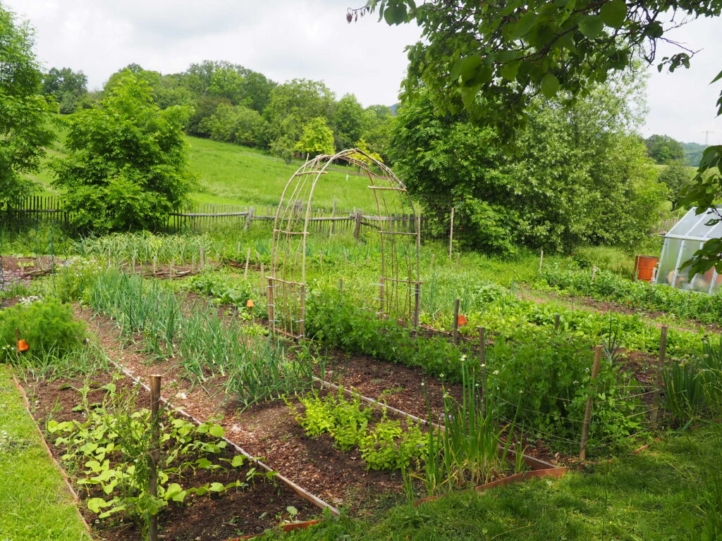 Zeleninové záhony začátkem léta, užitečné kombinace plodin a vhodná sousedství