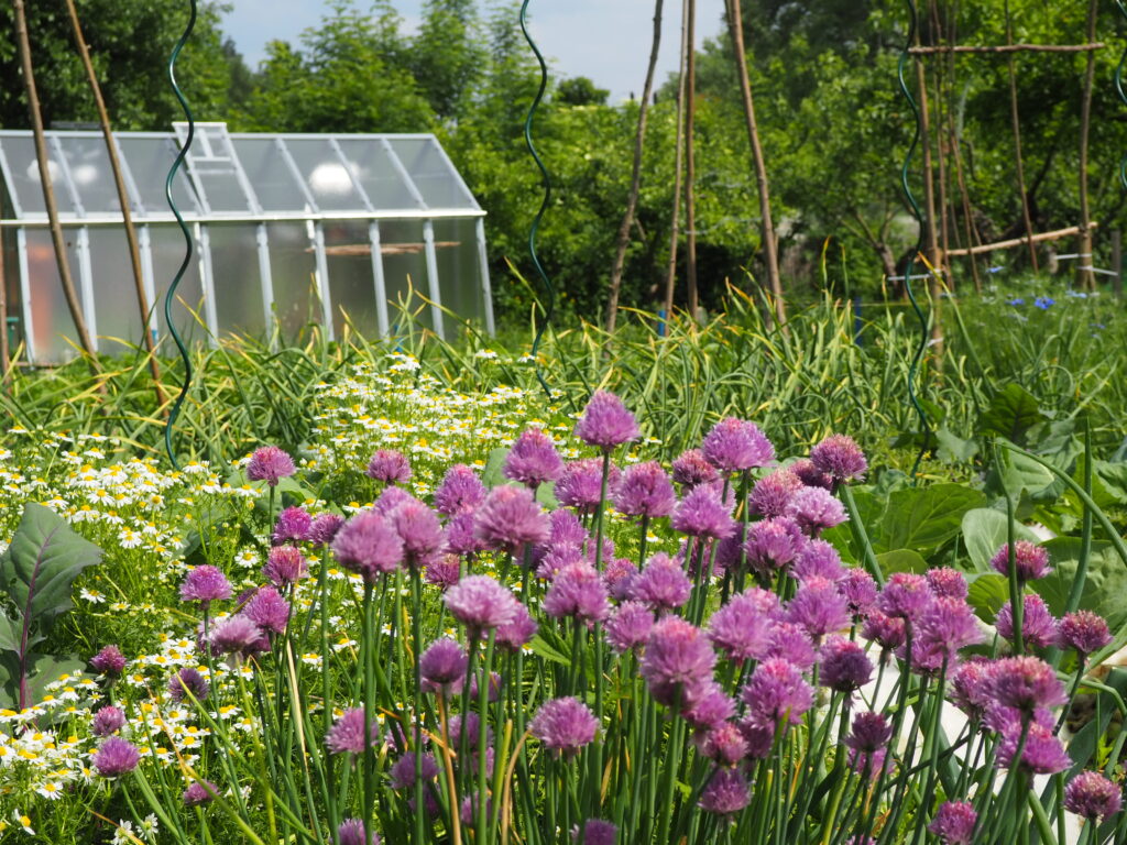 smíšené kultury na záhonech, společná výsadba zeleniny, trvalek a letniček