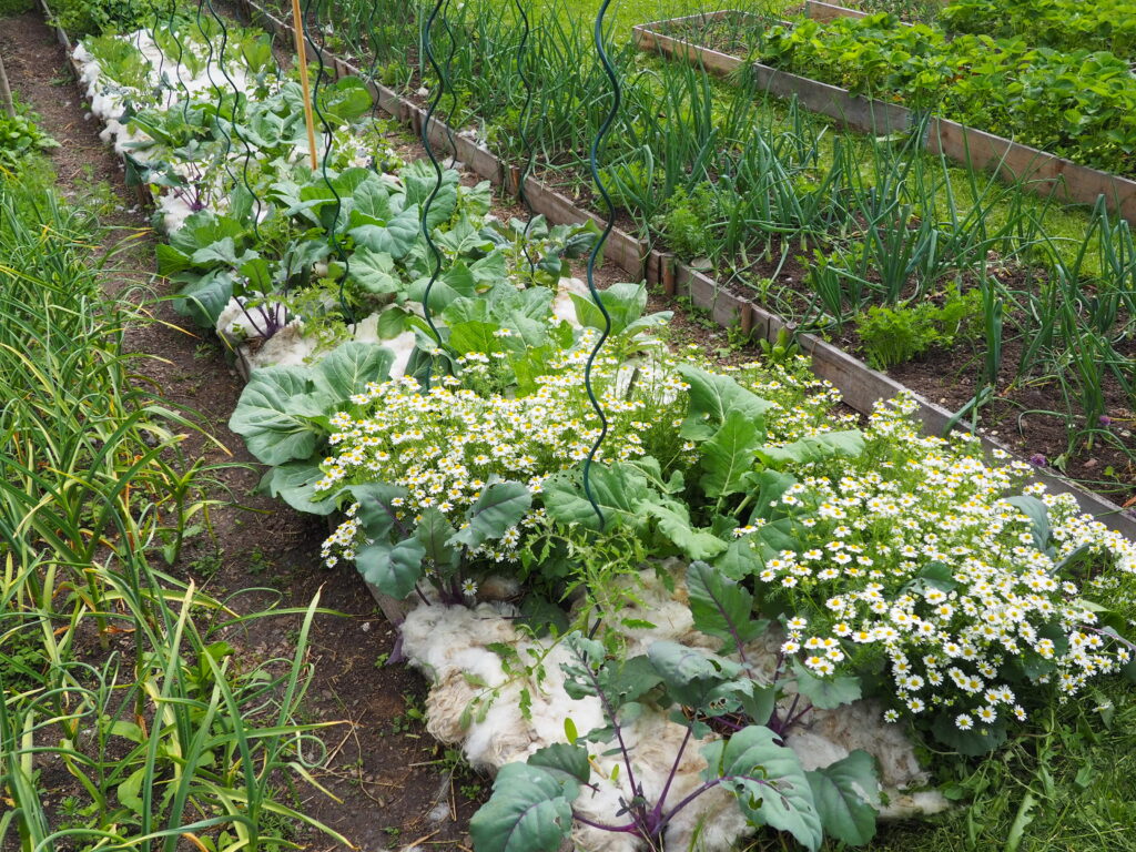 zeleninový záhon se smíšenými kulturami - rajčata, kedlubny, zelí a heřmánkem, zamulčovaný ovčí vlnou
