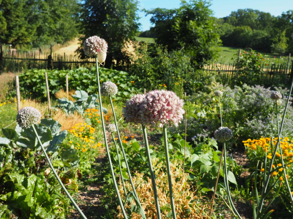 zeleninové záhony s kvetoucími plodinami pro semenářské účely