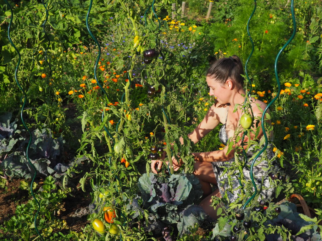 sklizeň pestrých odrůd rajčat na zeleninovém záhoně se smíšenými kulturami v létě.