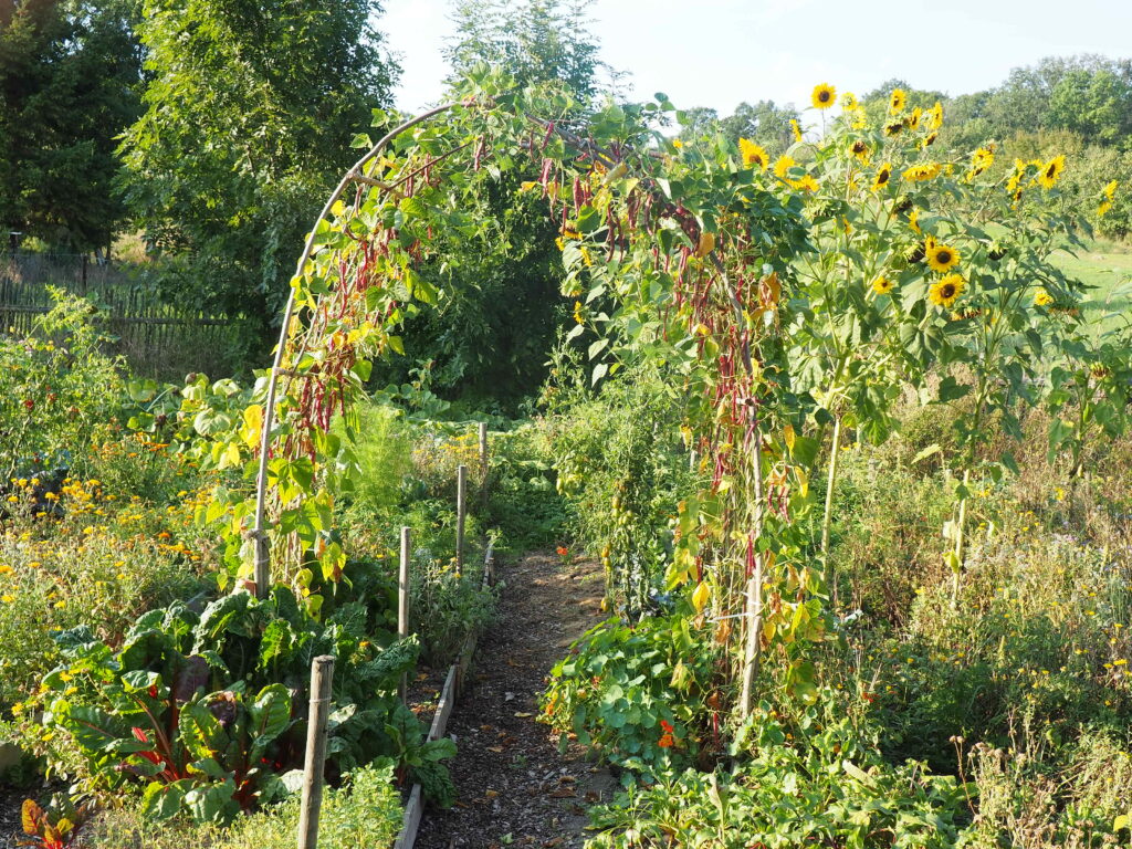 zeleninové záhony ve smíšené výsadbě plodin a užitečných letniček v létě