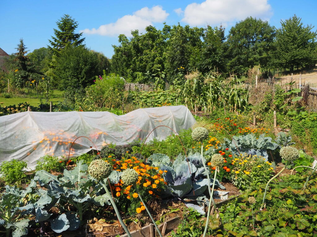 Záhon se smíšenými kulturami zeleniny v letní sezóně